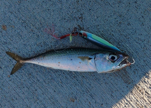 サバの釣果