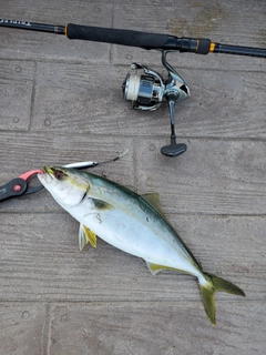 イナダの釣果