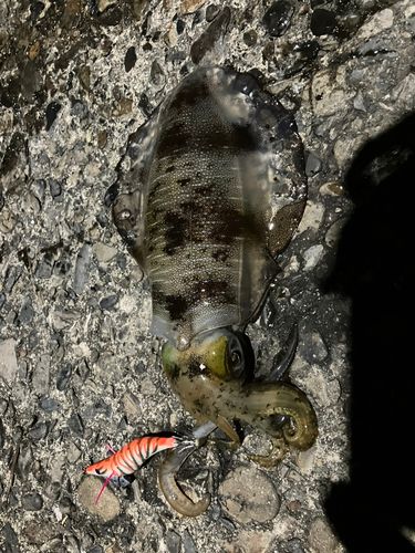 アオリイカの釣果