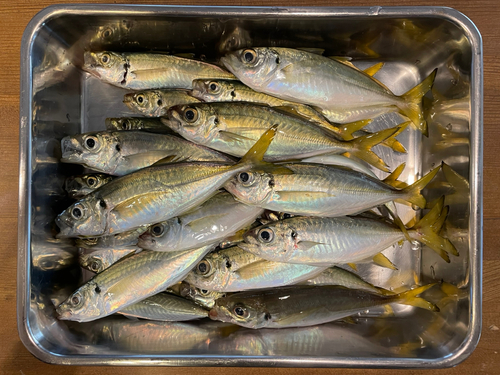 アジの釣果