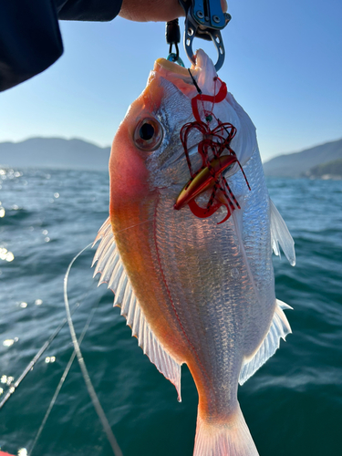 レンコダイの釣果