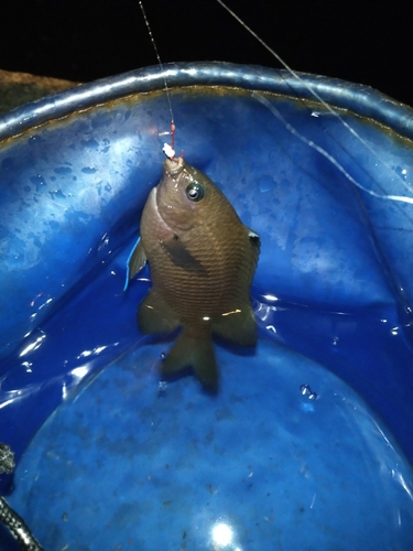 スズメダイの釣果