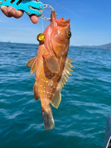 アコウの釣果