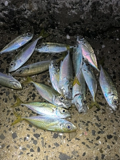 アジの釣果