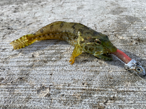 アナハゼの釣果