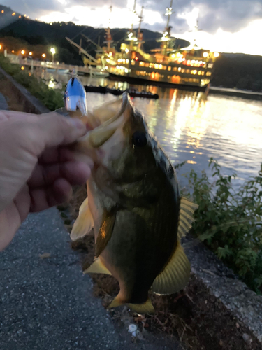 ラージマウスバスの釣果