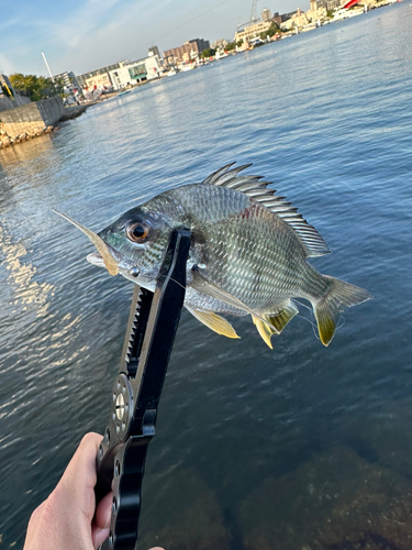 キビレの釣果