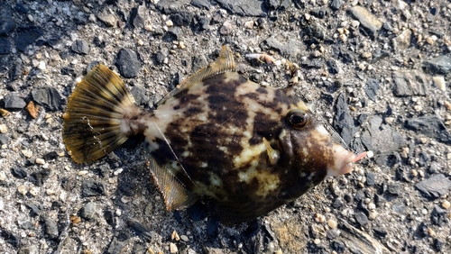 カワハギの釣果