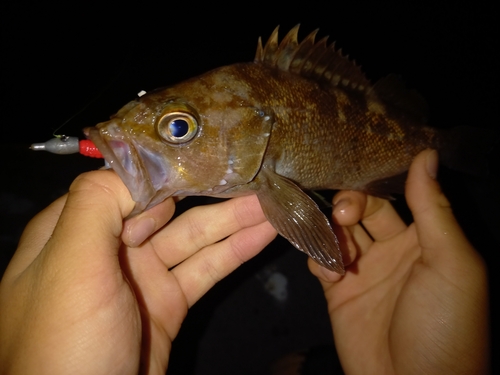 ガヤの釣果