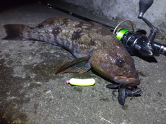 アイナメの釣果