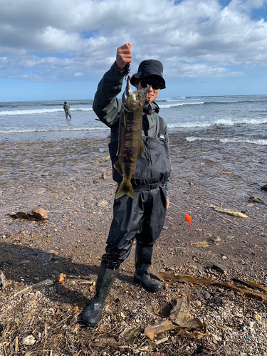 サケの釣果