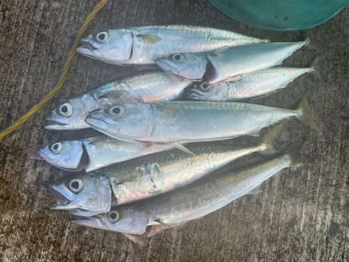 マサバの釣果