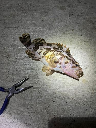 シロメバルの釣果