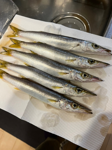 アカカマスの釣果