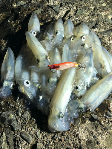 マメイカの釣果