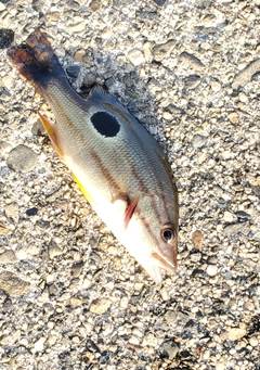 クロホシフエダイの釣果