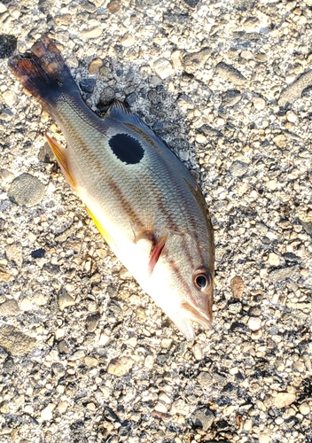 クロホシフエダイの釣果