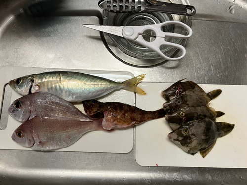 マダイの釣果