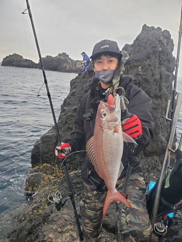 ハチビキの釣果