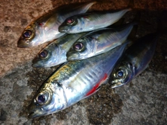 アジの釣果