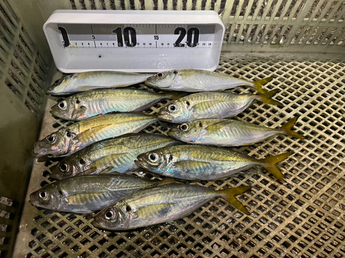 アジの釣果