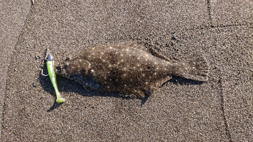 ヒラメの釣果