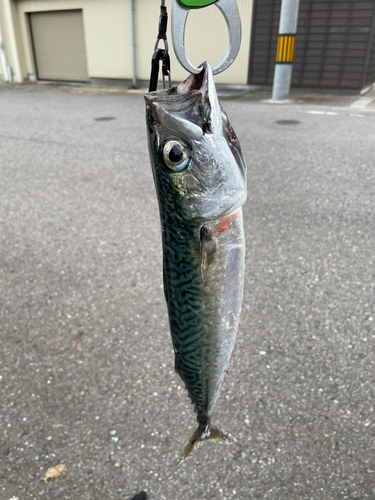 サバの釣果