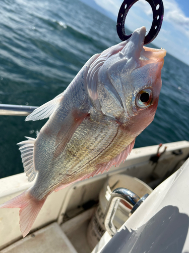 レンコダイの釣果