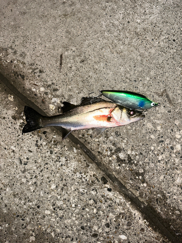 シーバスの釣果