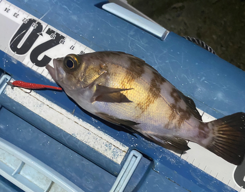 メバルの釣果