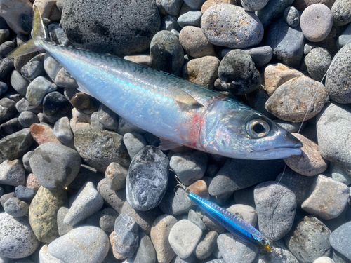 マサバの釣果