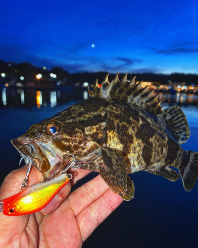 タケノコメバルの釣果