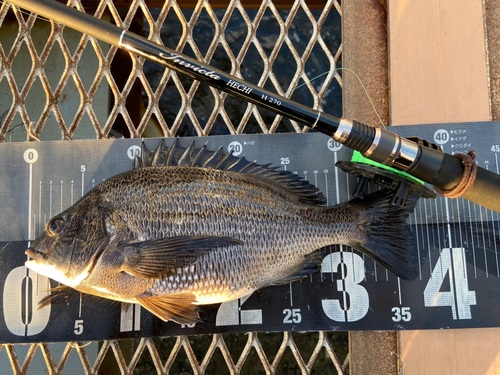 クロダイの釣果