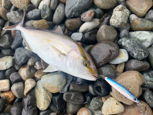 ショゴの釣果