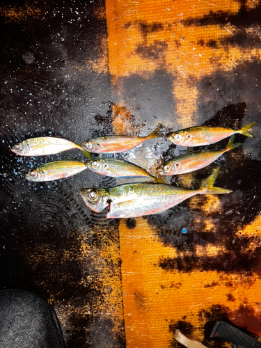 アジの釣果