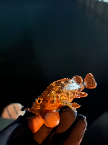 ガシラの釣果