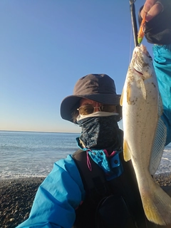 ニベの釣果