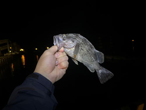 クロソイの釣果