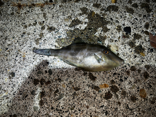 釣果