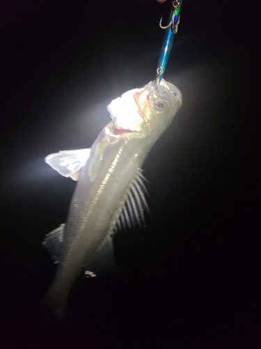 セイゴ（マルスズキ）の釣果