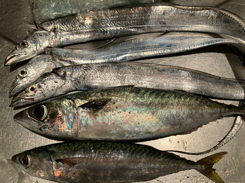 タチウオの釣果