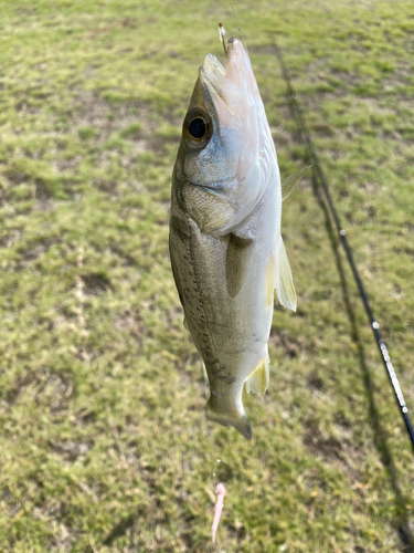 サヨリの釣果