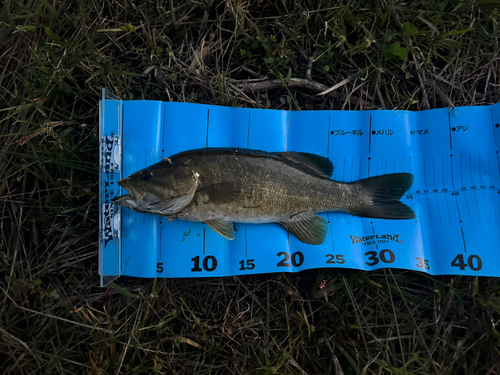 スモールマウスバスの釣果