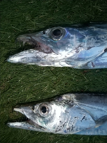 タチウオの釣果