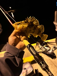 ベッコウゾイの釣果