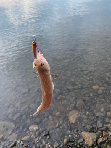 エソの釣果