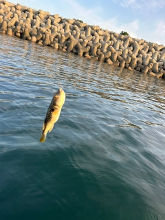 クサフグの釣果