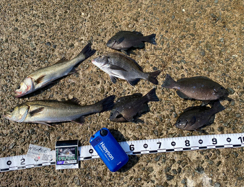 ハネ（マルスズキ）の釣果