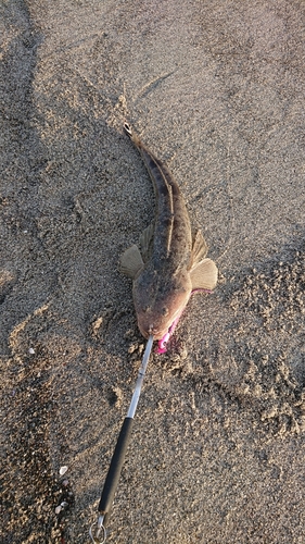 マゴチの釣果