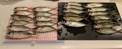 マアジの釣果